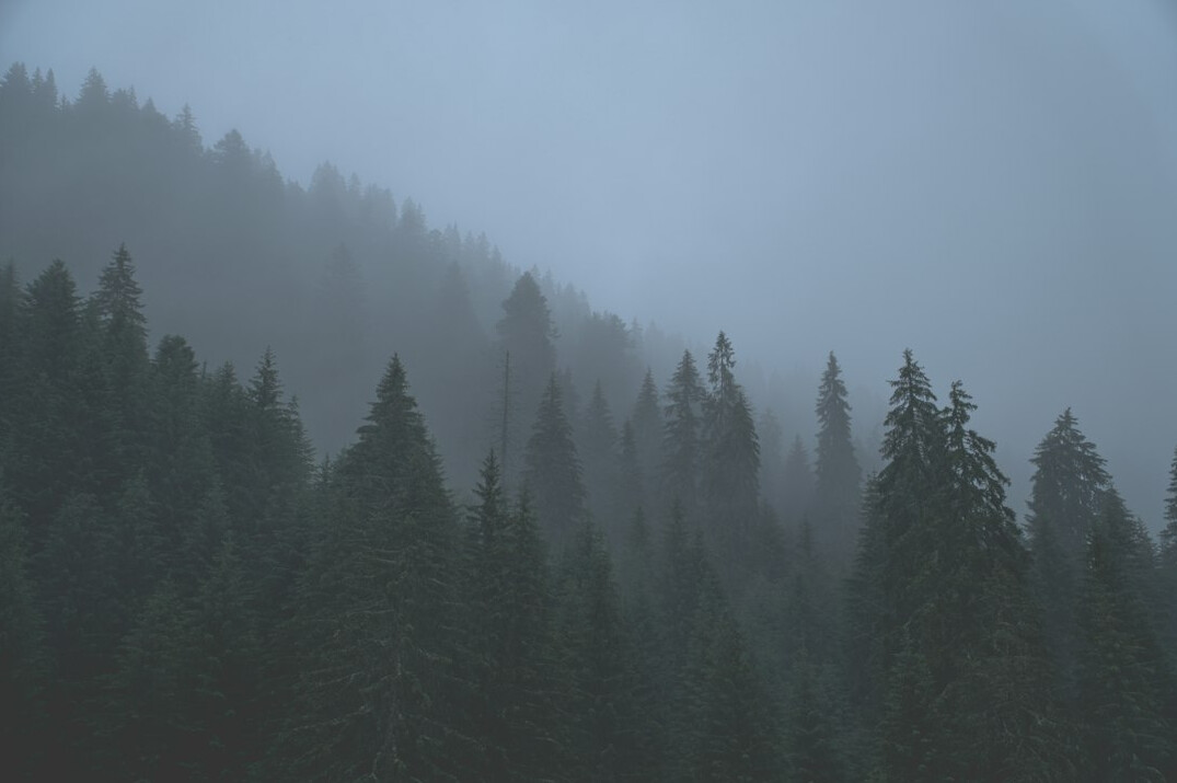 dark foggy forest